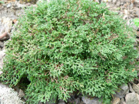 /album/fotogalerie-nabidka/selaginella-spec-mongolei-1600m-jpg/